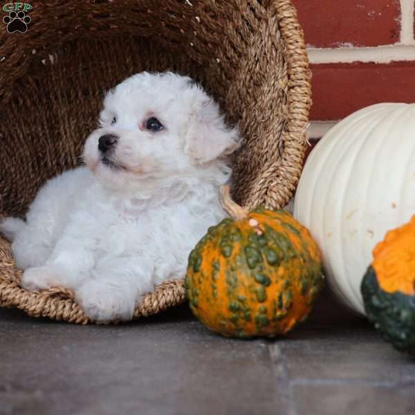 Blossom, Bichon Frise Puppy